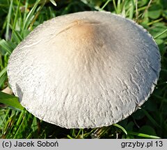 Panaeolus subfirmus