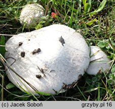 Agaricus pampeanus