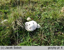 Agaricus pampeanus