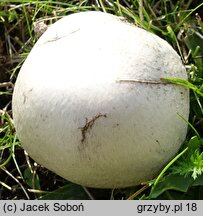 Agaricus pampeanus