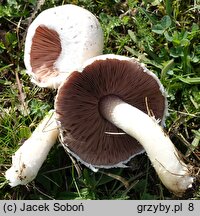 Agaricus pampeanus