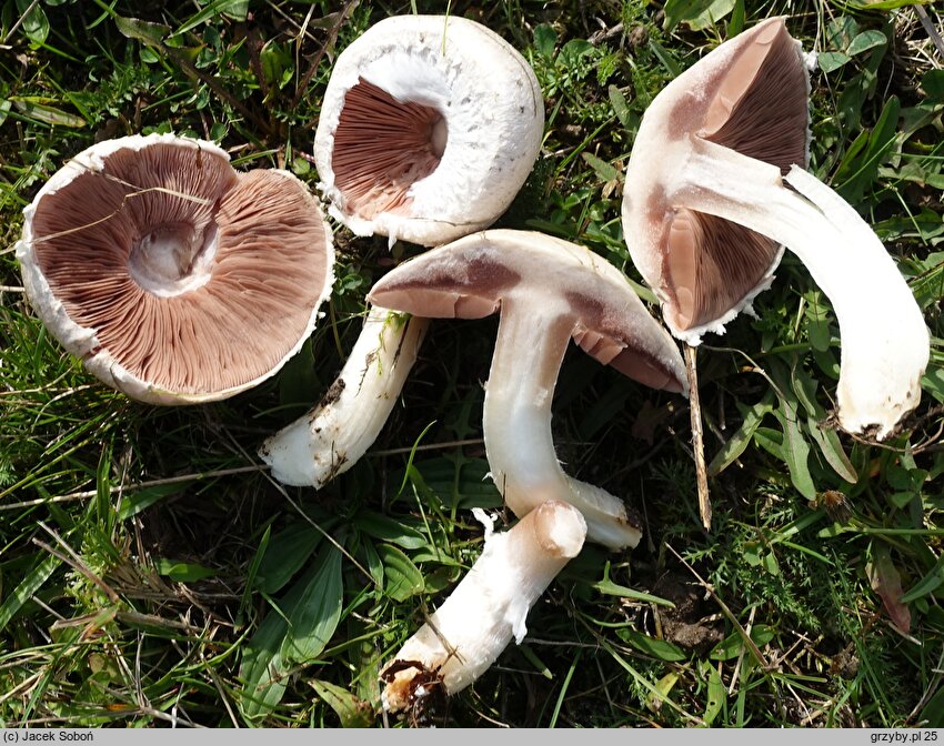 Agaricus pampeanus