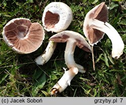 Agaricus pampeanus