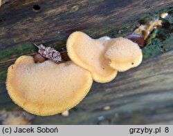 Phyllotopsis nidulans (boczniaczek pomarańczowożółty)