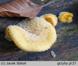 Phyllotopsis nidulans (boczniaczek pomarańczowożółty)