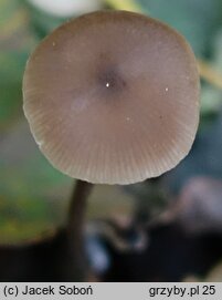 Entoloma hirtipes (dzwonkówka kosmatotrzonowa)