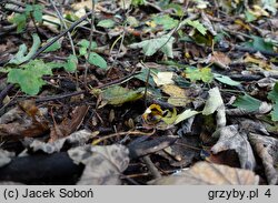 Entoloma hirtipes (dzwonkówka kosmatotrzonowa)