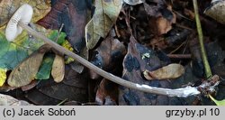 Entoloma hirtipes (dzwonkówka kosmatotrzonowa)