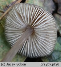 Entoloma hirtipes (dzwonkówka kosmatotrzonowa)