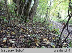 Entoloma hirtipes (dzwonkówka kosmatotrzonowa)