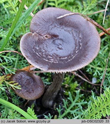 Entoloma vindobonense