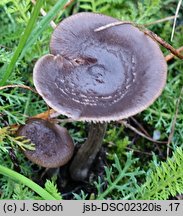 Entoloma vindobonense