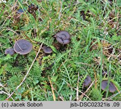 Entoloma vindobonense