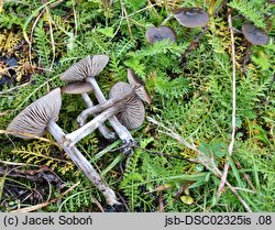 Entoloma vindobonense