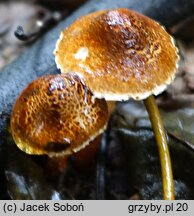 Lepiota castanea (czubajeczka kasztanowata)