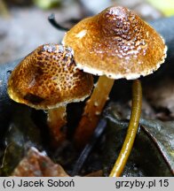 Lepiota castanea (czubajeczka kasztanowata)