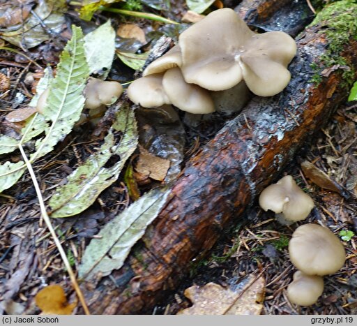 Lyophyllum deliberatum (kępkowiec romboidalnozarodnikowy)