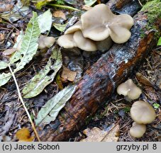 Lyophyllum deliberatum (kępkowiec romboidalnozarodnikowy)