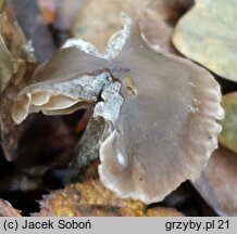 Myochromella boudieri