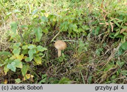 Amanita lividopallescens (muchomor szaropłowy)