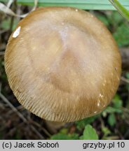 Amanita lividopallescens (muchomor szaropłowy)