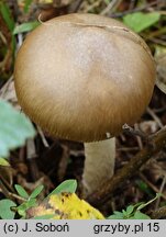 Amanita lividopallescens (muchomor szaropłowy)