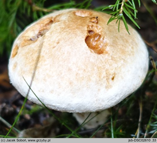 Cortinarius pearsonii