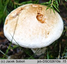 Cortinarius pearsonii