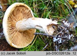 Cortinarius pearsonii