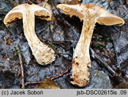 Cortinarius pearsonii