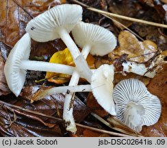 Mycena pura (grzybówka fioletowawa)