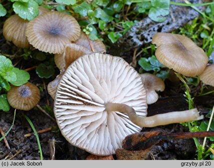 Entoloma farinasprellum