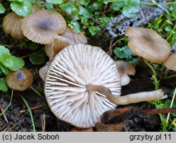 Entoloma farinasprellum