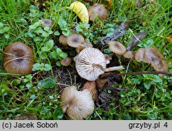 Entoloma farinasprellum