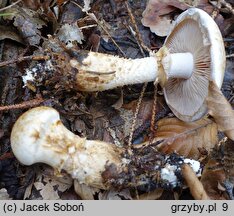 Hebeloma radicosum (włośnianka korzeniasta)