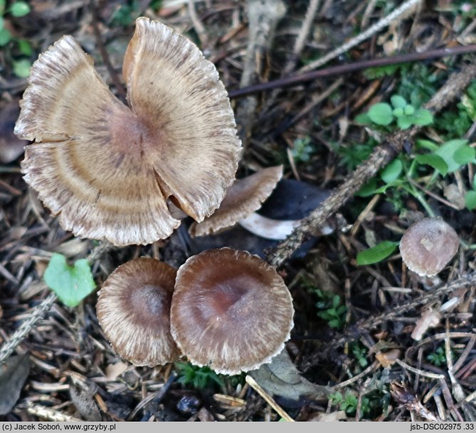 Cortinarius atrocaeruleus (zasłonak czarnogołąbkowy)