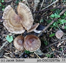 Cortinarius atrocaeruleus (zasłonak czarnogołąbkowy)