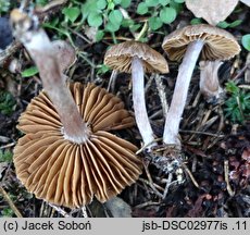 Cortinarius atrocaeruleus (zasłonak czarnogołąbkowy)