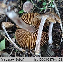 Cortinarius atrocaeruleus (zasłonak czarnogołąbkowy)