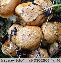 Cortinarius glaucopus (zasłonak niebieskostopy)