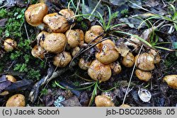 Cortinarius glaucopus (zasłonak niebieskostopy)