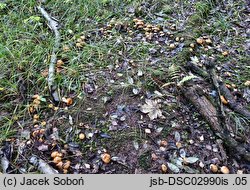 Cortinarius glaucopus (zasłonak niebieskostopy)