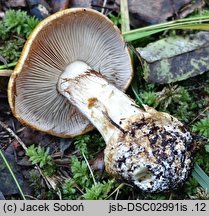 Cortinarius glaucopus (zasłonak niebieskostopy)