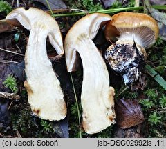 Cortinarius glaucopus (zasłonak niebieskostopy)