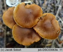 Cortinarius obtusus (zasłonak dachówkowaty)