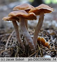 Cortinarius obtusus (zasłonak dachówkowaty)