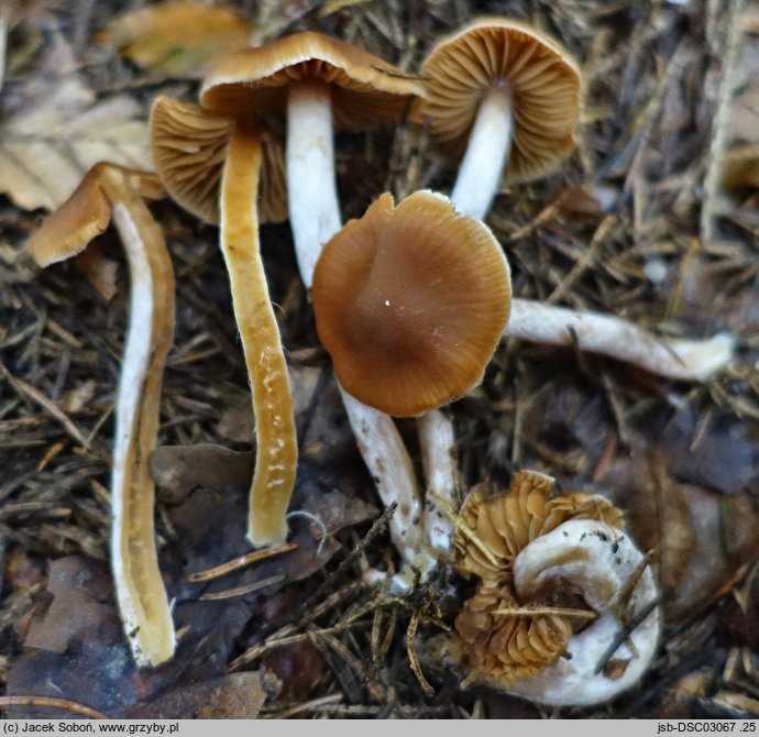 Cortinarius obtusus (zasłonak dachówkowaty)