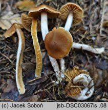 Cortinarius obtusus (zasłonak dachówkowaty)