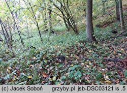 Lepiota grangei (czubajeczka niebieskozielonawa)