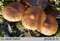 Inocybe obscurobadia